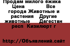 Продам милого ёжика › Цена ­ 10 000 - Все города Животные и растения » Другие животные   . Дагестан респ.,Кизилюрт г.